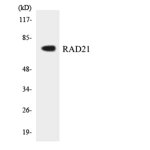 Western blot analysis of the lysates from HUVEC cells using Anti-RAD21 Antibody.
