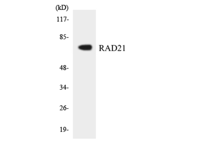 Western Blot - Anti-RAD21 Antibody (R12-3397) - Antibodies.com
