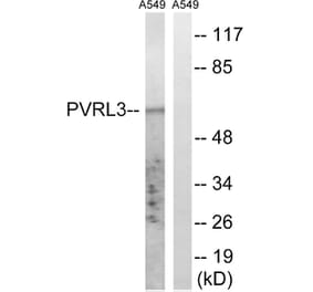 Western Blot - Anti-PVRL3 Antibody (C17760) - Antibodies.com