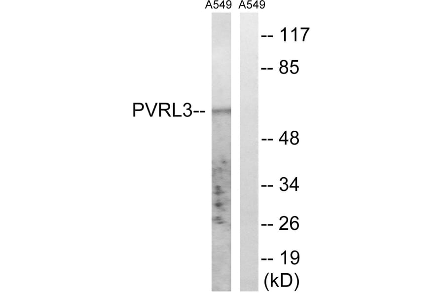 Western Blot - Anti-PVRL3 Antibody (C17760) - Antibodies.com