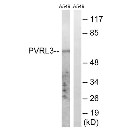 Western Blot - Anti-PVRL3 Antibody (C17760) - Antibodies.com