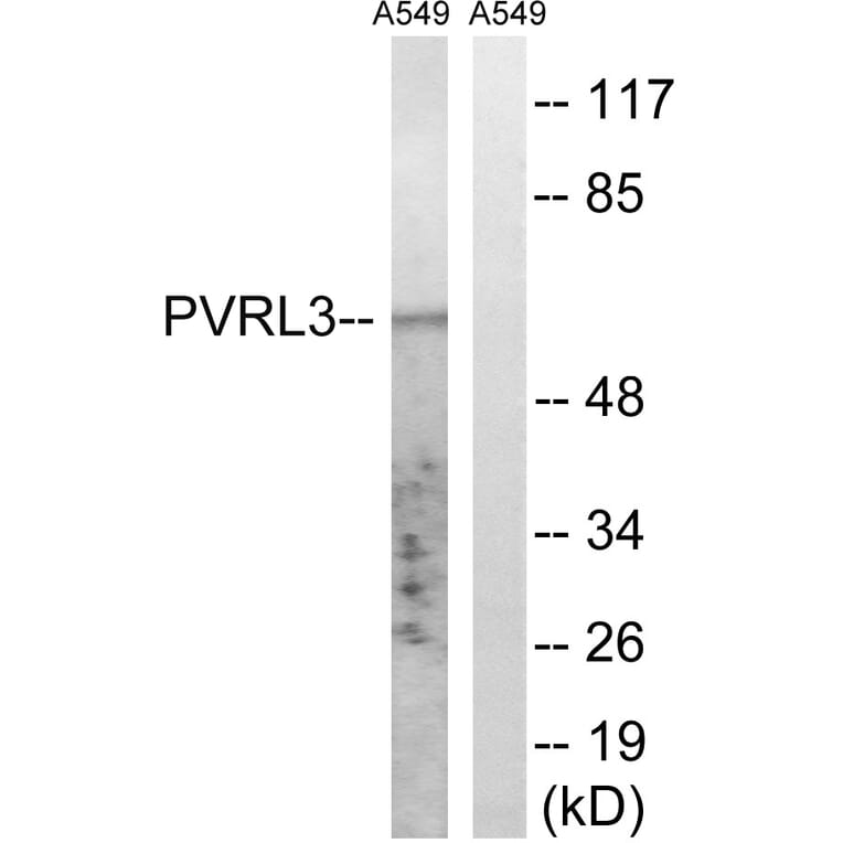 Western Blot - Anti-PVRL3 Antibody (C17760) - Antibodies.com