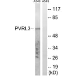 Western Blot - Anti-PVRL3 Antibody (C17760) - Antibodies.com