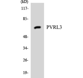 Western Blot - Anti-PVRL3 Antibody (R12-3385) - Antibodies.com