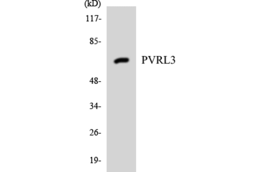Western Blot - Anti-PVRL3 Antibody (R12-3385) - Antibodies.com