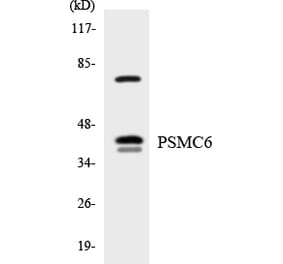 Western Blot - Anti-PSMC6 Antibody (R12-3377) - Antibodies.com
