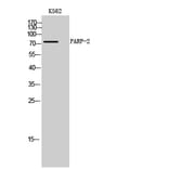Western Blot - Anti-PARP2 Antibody (C13097) - Antibodies.com