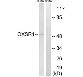 Western Blot - Anti-OXSR1 Antibody (C18587) - Antibodies.com