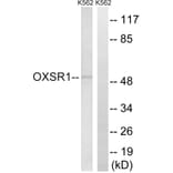 Western Blot - Anti-OXSR1 Antibody (C18587) - Antibodies.com