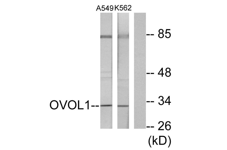 Western Blot - Anti-OVOL1 Antibody (C10046) - Antibodies.com