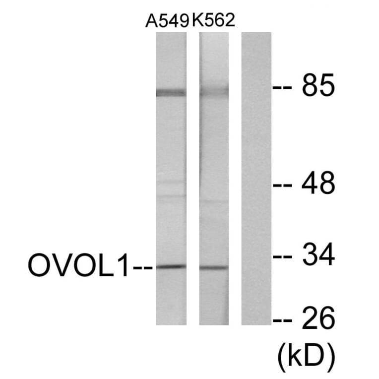 Western Blot - Anti-OVOL1 Antibody (C10046) - Antibodies.com