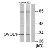 Western Blot - Anti-OVOL1 Antibody (C10046) - Antibodies.com