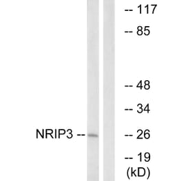 Western Blot - Anti-NRIP3 Antibody (C17129) - Antibodies.com