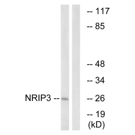Western Blot - Anti-NRIP3 Antibody (C17129) - Antibodies.com