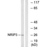 Western Blot - Anti-NRIP3 Antibody (C17129) - Antibodies.com