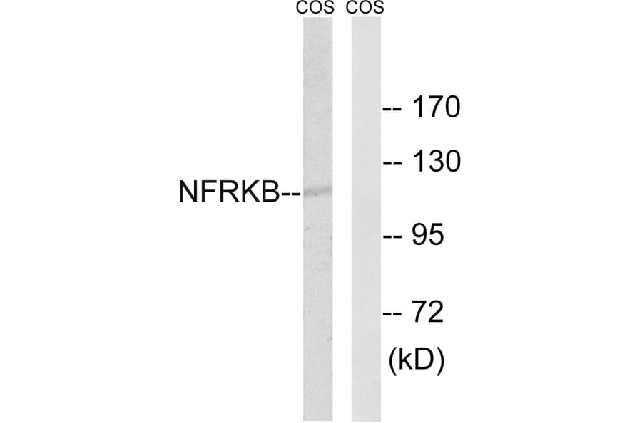 Western Blot - Anti-NFRKB Antibody (C17081) - Antibodies.com