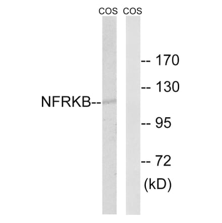 Western Blot - Anti-NFRKB Antibody (C17081) - Antibodies.com