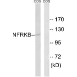 Western Blot - Anti-NFRKB Antibody (C17081) - Antibodies.com