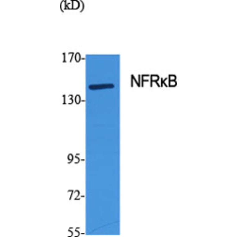 Western Blot - Anti-NFRKB Antibody (C17081) - Antibodies.com
