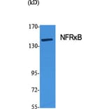Western Blot - Anti-NFRKB Antibody (C17081) - Antibodies.com
