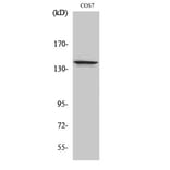 Western Blot - Anti-NFRKB Antibody (C17081) - Antibodies.com