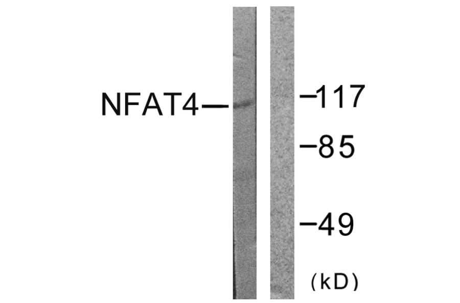 Western Blot - Anti-NFAT4 Antibody (B0522) - Antibodies.com