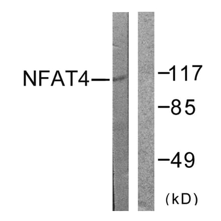 Western Blot - Anti-NFAT4 Antibody (B0522) - Antibodies.com
