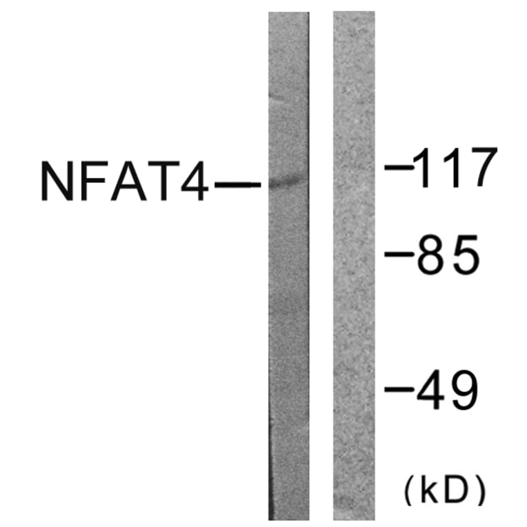 Western Blot - Anti-NFAT4 Antibody (B0522) - Antibodies.com