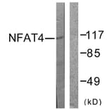 Western Blot - Anti-NFAT4 Antibody (B0522) - Antibodies.com