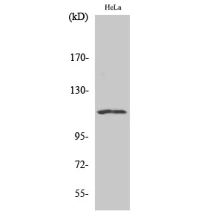 Western Blot - Anti-NFAT4 Antibody (B0522) - Antibodies.com