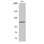 Western Blot - Anti-NFAT4 Antibody (B0522) - Antibodies.com
