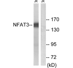 Western Blot - Anti-NFAT3 Antibody (B8385) - Antibodies.com