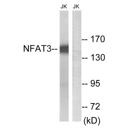 Western Blot - Anti-NFAT3 Antibody (B8385) - Antibodies.com