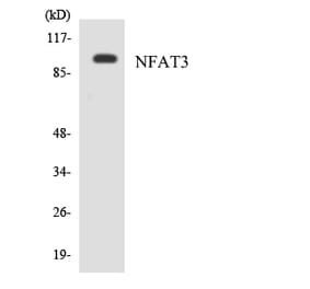 Western Blot - Anti-NFAT3 Antibody (R12-3090) - Antibodies.com