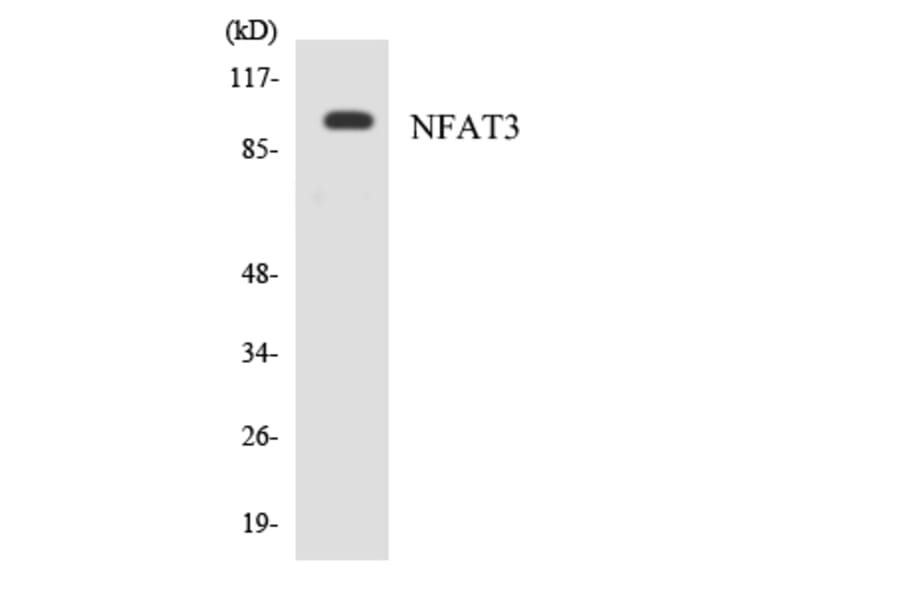 Western Blot - Anti-NFAT3 Antibody (R12-3090) - Antibodies.com