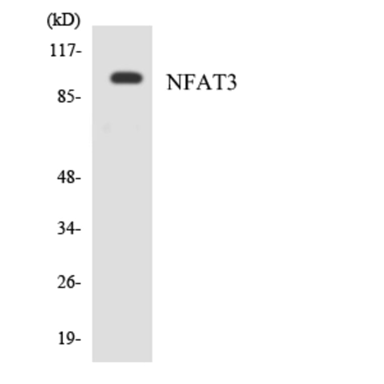 Western Blot - Anti-NFAT3 Antibody (R12-3090) - Antibodies.com