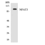 Western Blot - Anti-NFAT3 Antibody (R12-3090) - Antibodies.com