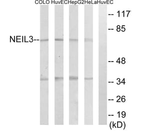 Western Blot - Anti-NEIL3 Antibody (C15635) - Antibodies.com