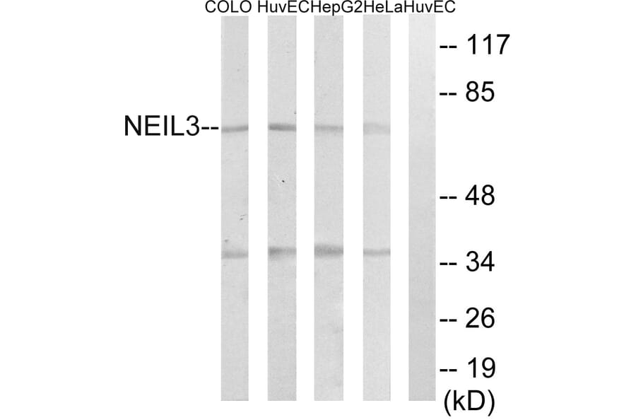 Western Blot - Anti-NEIL3 Antibody (C15635) - Antibodies.com