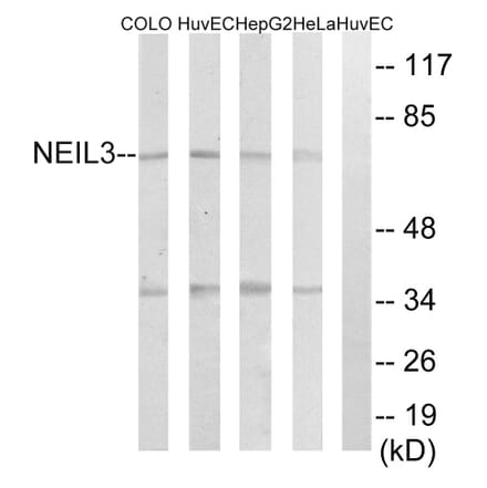 Western Blot - Anti-NEIL3 Antibody (C15635) - Antibodies.com