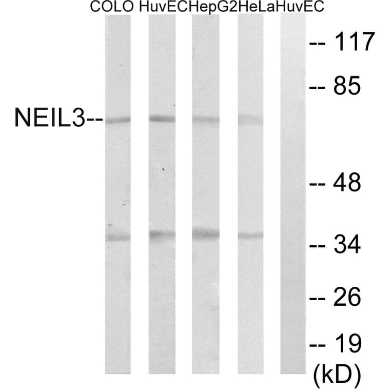 Western Blot - Anti-NEIL3 Antibody (C15635) - Antibodies.com