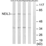 Western Blot - Anti-NEIL3 Antibody (C15635) - Antibodies.com