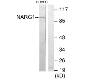 Western Blot - Anti-NARG1 Antibody (C11637) - Antibodies.com