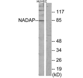 Western Blot - Anti-NADAP Antibody (C11628) - Antibodies.com