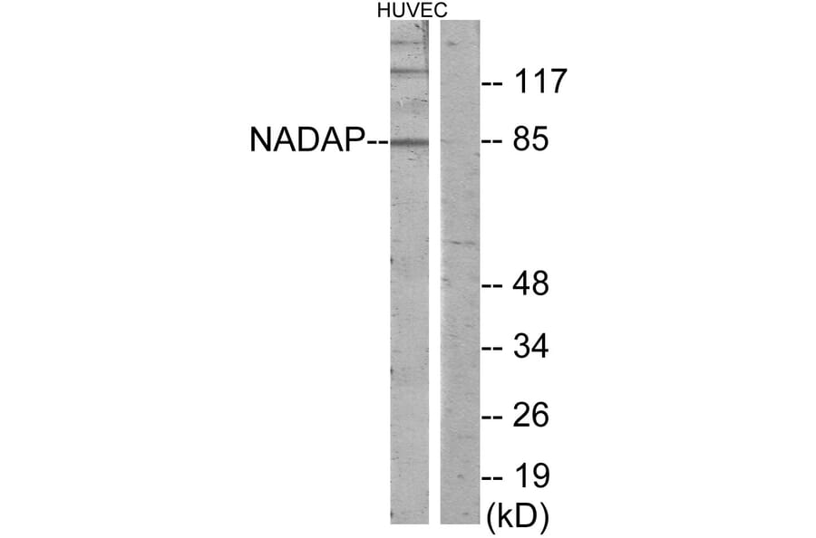 Western Blot - Anti-NADAP Antibody (C11628) - Antibodies.com