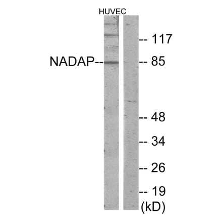 Western Blot - Anti-NADAP Antibody (C11628) - Antibodies.com