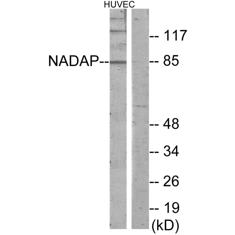 Western Blot - Anti-NADAP Antibody (C11628) - Antibodies.com