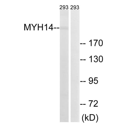 Western Blot - Anti-MYH14 Antibody (C16767) - Antibodies.com