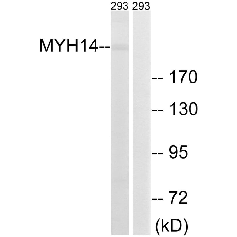 Western Blot - Anti-MYH14 Antibody (C16767) - Antibodies.com