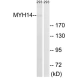 Western Blot - Anti-MYH14 Antibody (C16767) - Antibodies.com
